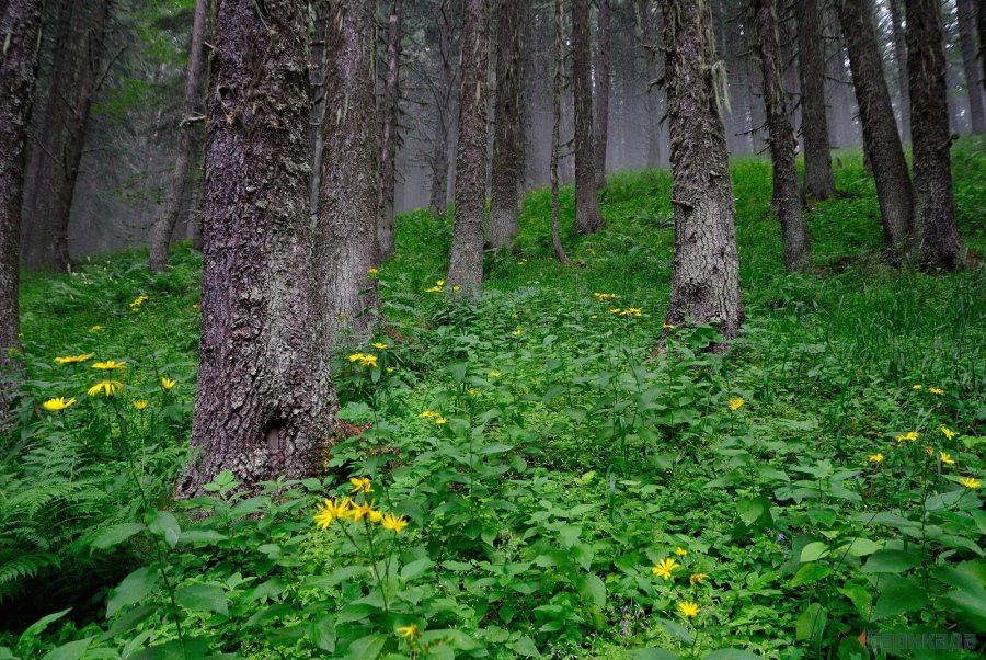 Развитите страни дават 19 млрд. долара за защита на горите