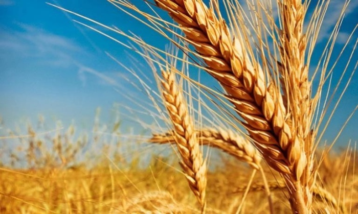 Файненшъл таймс: ЕС ще повиши усилията си за износа на зърно от Украйна