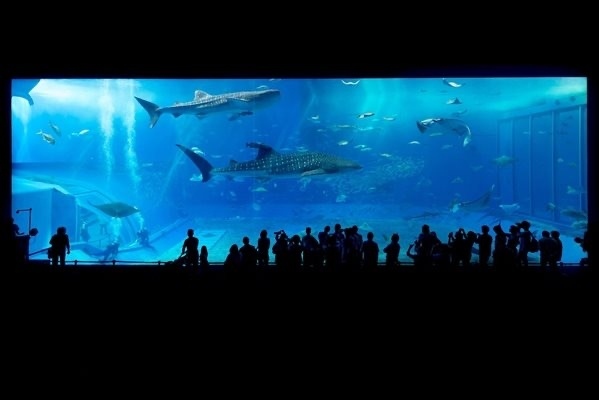 Гигантски аквариум с 1500 тропически риби се пръсна в хотел в Берлин