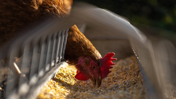 Великобритания откри птичи грип при двама птицевъди