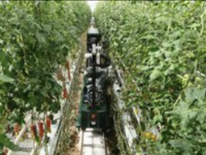 Роботизираното реколтиране на домати позволява по-бързи иновации в земеделието