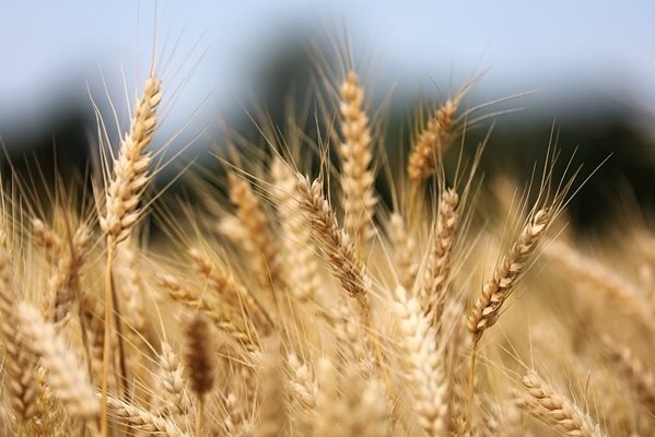 Фермерите искат компенсации от ЕК за вноса на украинско зърно 