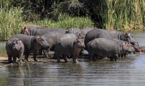 Започнаха да кастрират хипопотамите на Пабло Ескобар