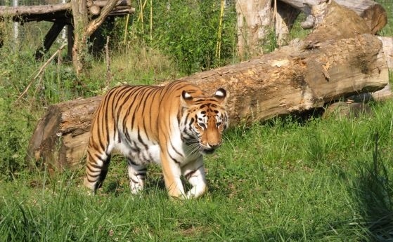Почина сибирският тигър Шели от софийския зоопарк